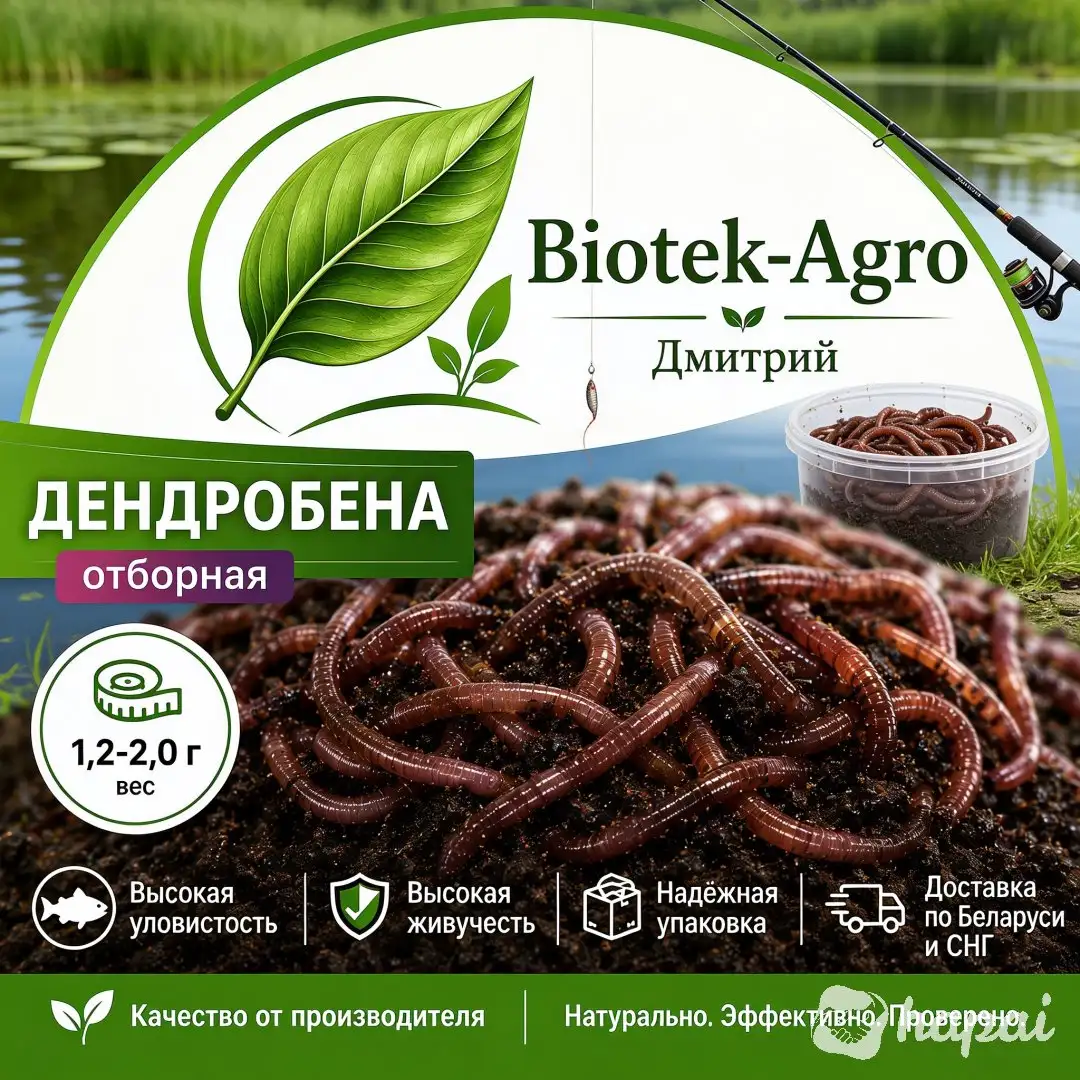 Червь Дендробена оптом в баночках