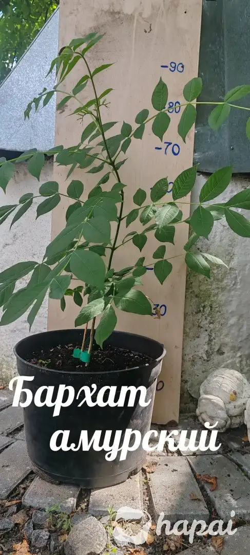Бархат амурский