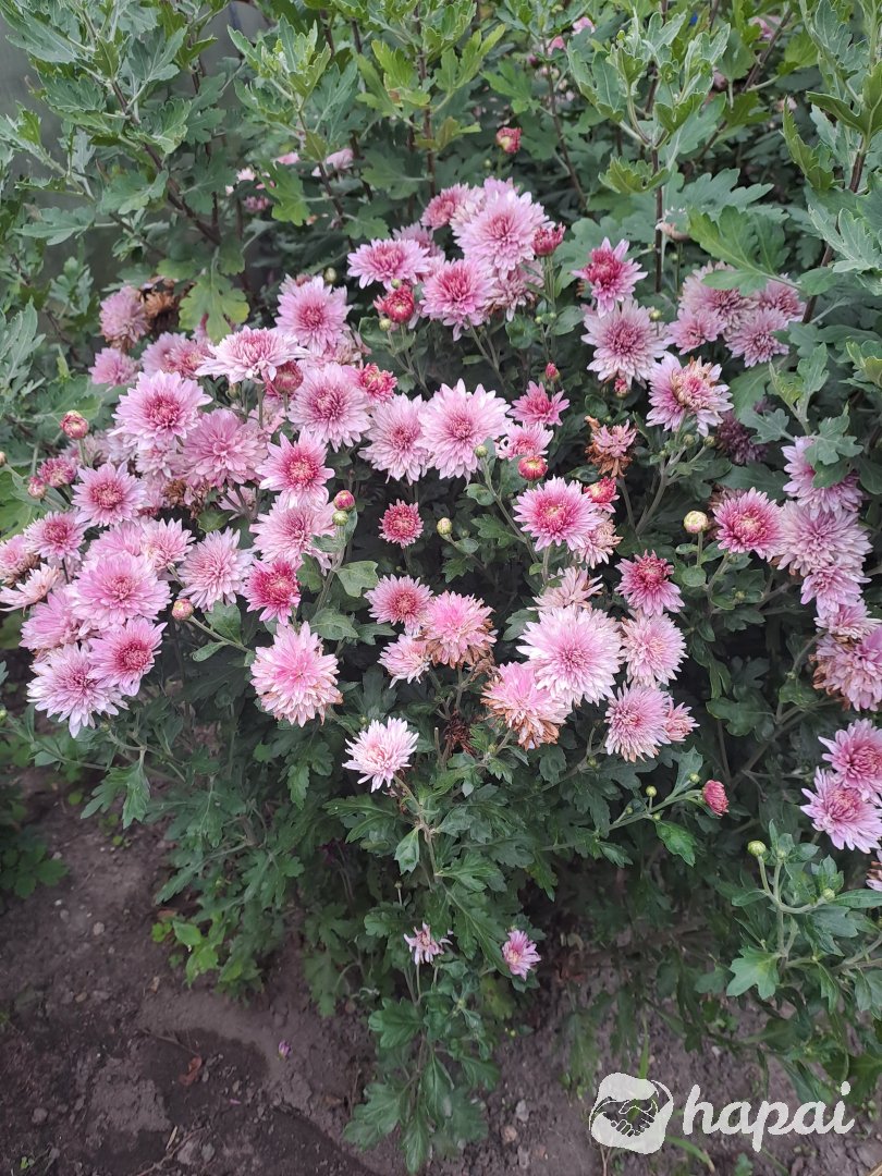 Фото 4