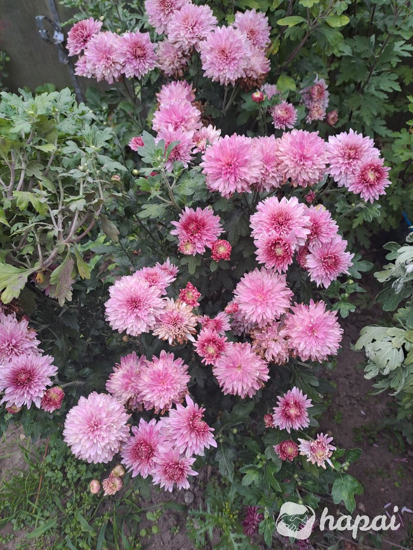 Фото 6