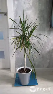 Пальма драцена