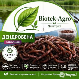 Червь Дендробена оптом в баночках