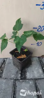 Клён