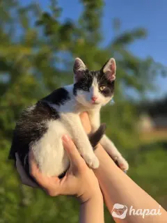 Котёнок (кошечка) ищет семью