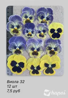 Сухоцветы виола