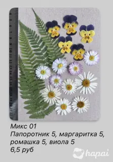 Сухоцветы для творчества