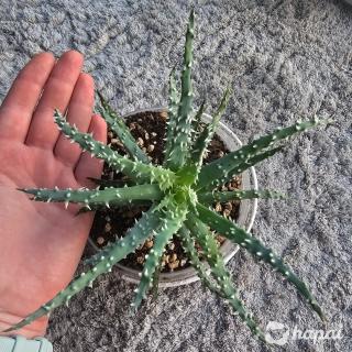Алоэ хумилис шарк, aloe humilis shark