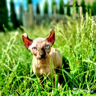 Котята канадский сфинкс и эльф