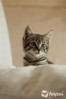 Котенок в дар