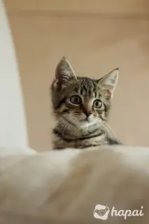 Котенок в дар
