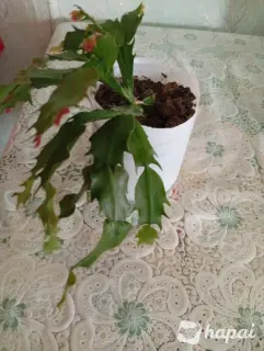 Пеларгония, декабрист