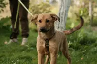 Щенок в дар!