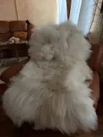 Шкура натуральная