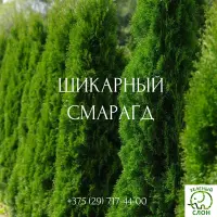 Акция купить туи Смарагд из питомника Гродно
